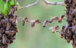 Teamwork of bees to bridge gap